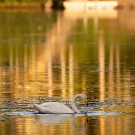 Lampiranta Log * Hossa