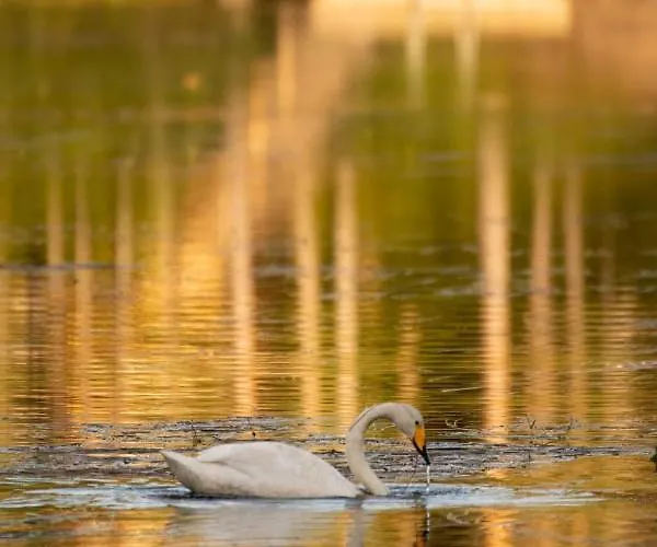 Lampiranta Log * Hossa